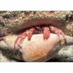 A12-19: White Speckled Hermit Crab