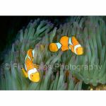 D02-13: Percula Clown Anemonefish