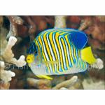 PH10-M1118: Regal Angelfish