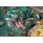 PP07-M1116: Lionfish