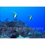 A22-20: Moorish Idols