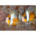 PP07-M2167: Orange-finned Anemonefish