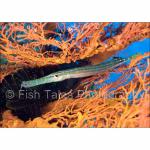 SU06-M2488: Trumpetfish