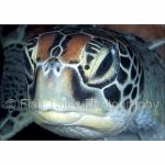 WK03-0079: Green Sea Turtle