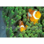 WK03-0004: False Clown Anemonefish