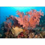 SU08-M1064: Fans & Corals