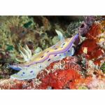 YP05-C0035: Nudibranch