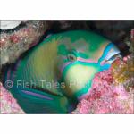 WK05-M1384: Parrotfish