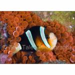 SU08-C0518: Orange-finned Anemonefish