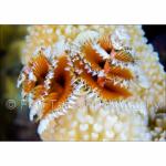 SU08-C0433: Christmas Tree Worms