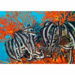 SU06-C0439: Feather Stars on Coral