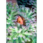 E2015:  Pink Anemonefish