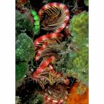 N07-12: Feather Star