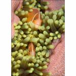 PNG05-M0040: Pink Anemonefish