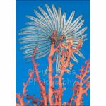 SU06-M0610: Feather Star on Soft Coral