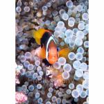 SU08-C0460: Orange-finned Anemonefish