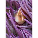 SU08-M0903: Pink Anemonefish