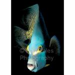 A07-08: French Angelfish