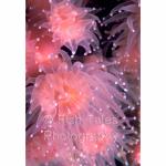 CA90-0005:  Strawberry Anemones