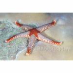 YP05-C0725: Sea Star
Yap, Micronesia