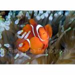 RA11-M1079: Spinecheek Anemonefish
Raja Ampat, Indonesia