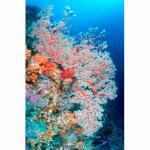 WK02-0492: Soft Corals
SE Sulawesi, Indonesia