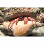 A12-19: White Speckled Hermit Crab
Turks & Caicos