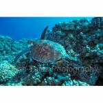 A20-14: Green Sea Turtle
Kona, Hawaii