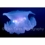 E14-18: Jellyfish
Truk Lagoon, Chuuk