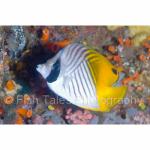 SU08-M0232: Threadfin Butterflyfish
Bunaken, N Sulawesi