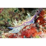 YP05-C0035: Nudibranch
Yap, Micronesia