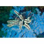 SU06-M0590: Feather Star on Soft Coral
Sulawesi Sea8