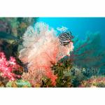 IJ04-M0362: Fans & Feather Star
Irian Jaya