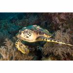 PP07-M1956: Hawksbill Turtle
Papua