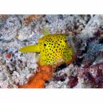 RA11-C1985: Juvenile Yellow Boxfish
Raja Ampat, Indonesia