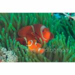 SU06-M1701: Spinecheek Anemonefish
Minahasa Lagoon, N Sulawesi
