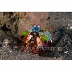 SU06-C0948: Mantis Shrimp
Lembeh Strait, Indonesia