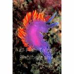 CA97-0001:  Spanish Shawl Nudibranch
Channel Islands, CA