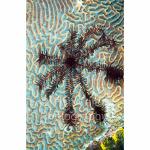 IJ04-M0388: Brittle Star
Irian Jaya