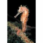 KBR02-0052: Seahorse
Lembeh Strait, Indonesia