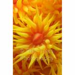 IJ04-M0716: Yellow Cup Coral
Irian Jaya
