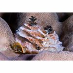 PH10-C0880:  Christmas Tree Worms
Apo Island, Philippines