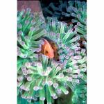 E20-15: Pink Anemonefish
Chuuk