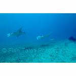 YP05-C0301: Manta Rays
Yap, Micronesia