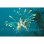 RA11-C0246: Lionfish
Raja Ampat, Indonesia