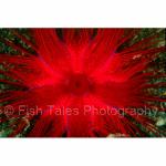 M04-18: Fire Urchin
Lembeh Strait, Indonesia