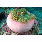 PL05-M0420: Balled Anemone with Pink Anemonefish
Palau