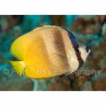 PP07-C1255: Blacklip Butterflyfish
Papua