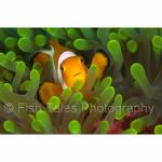 WK05-M1331: False Clown Anemonefish
SE Sulawesi, Indonesia