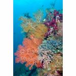 IJ04-M0200: Fans & Corals
Irian Jaya